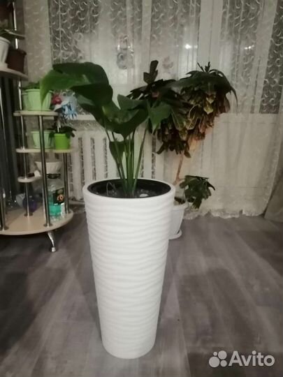 Спатифиллум