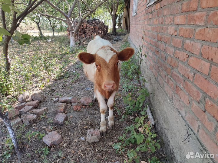 Тёлки. 6 мес