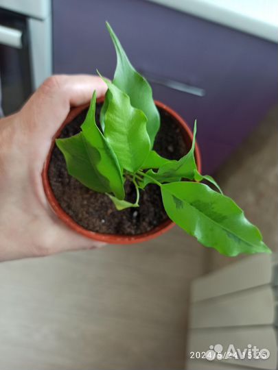 Фикус бенджамина сортовой