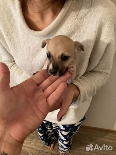 Отдам щенка в добрые руки