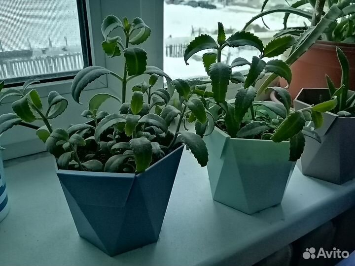Каланхоэ от насморка