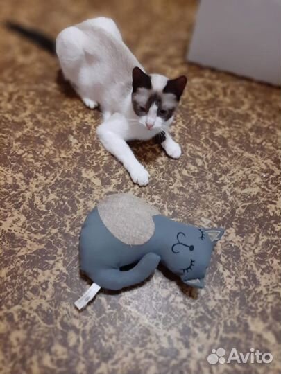 Молодая кошка редкой породы Сноу шу в дар