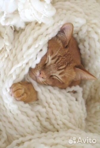 Рыжий котик