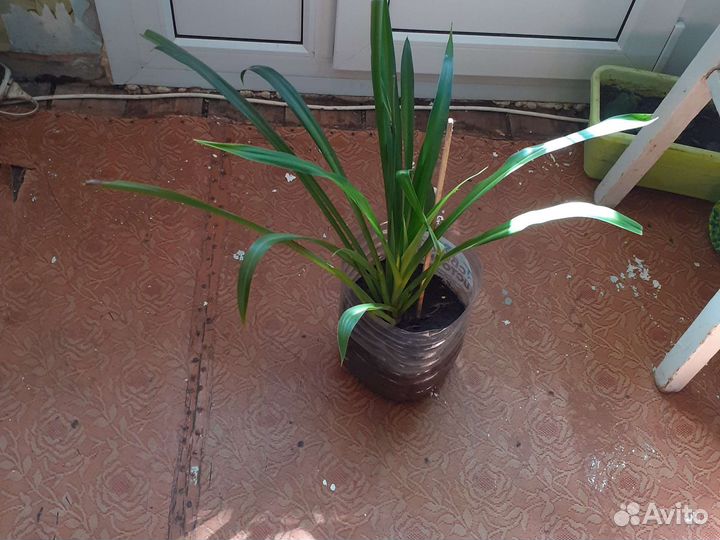 Хлорофитум