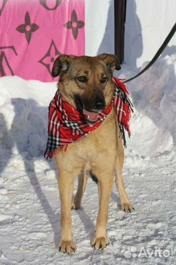 Спасите собаку из приюта