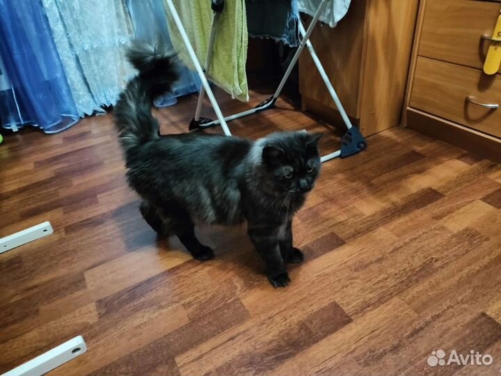Кот в добрые руки