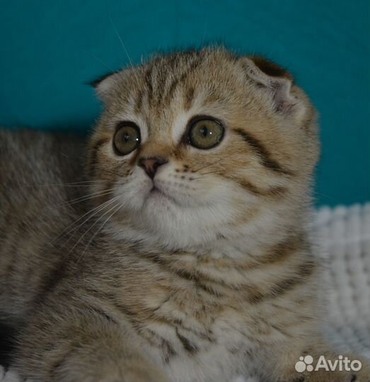 Вислоухая девочка