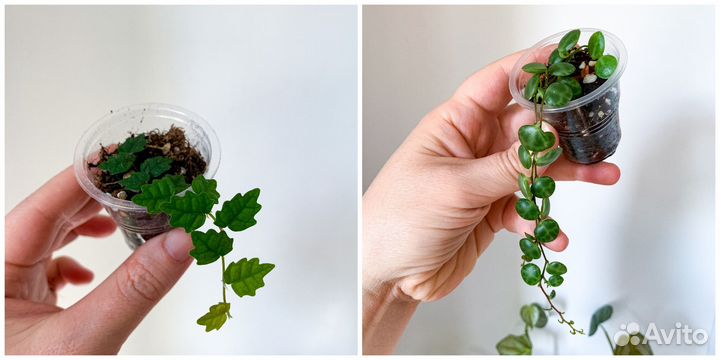 Комнатные растения