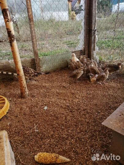 Фазаны королевские 23 г