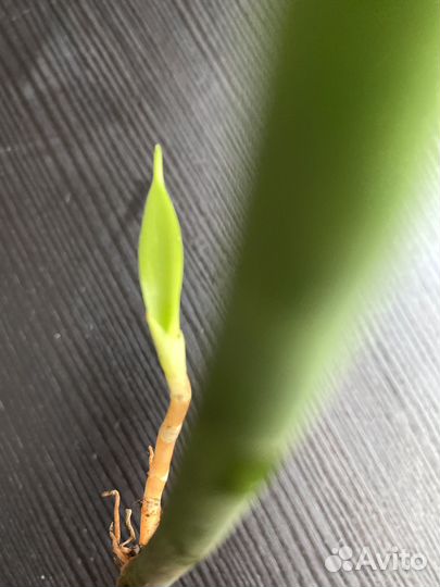 Сансевиерия микадо
