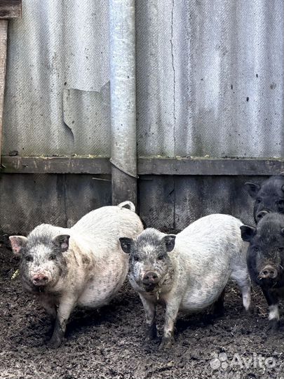 Вьетнамские поросята