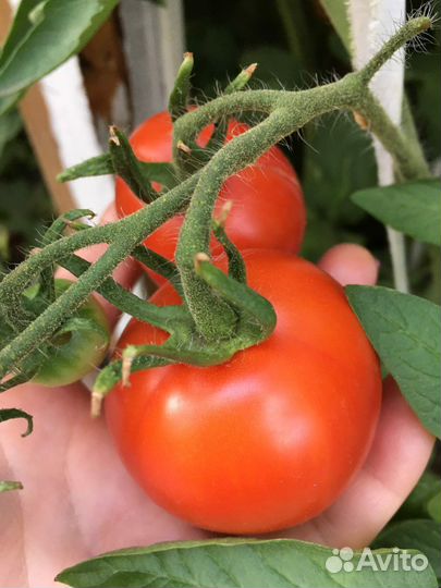 Семена рассада помидор советских розовых