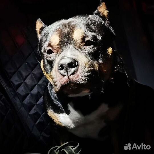 Американский булли вязка