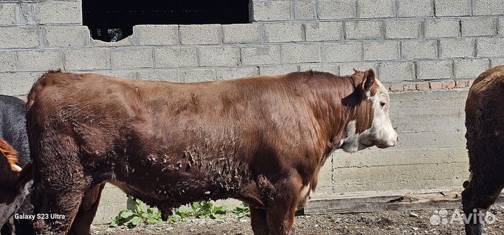 Быки на племя