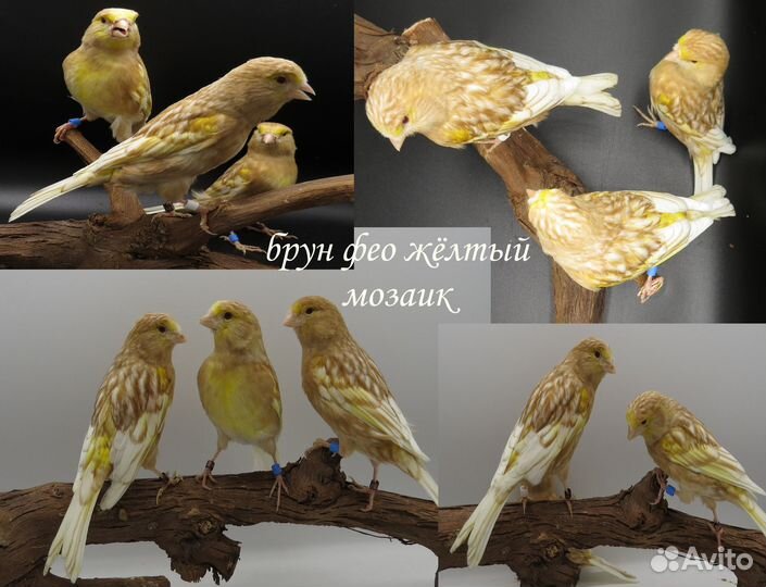 Канарейки