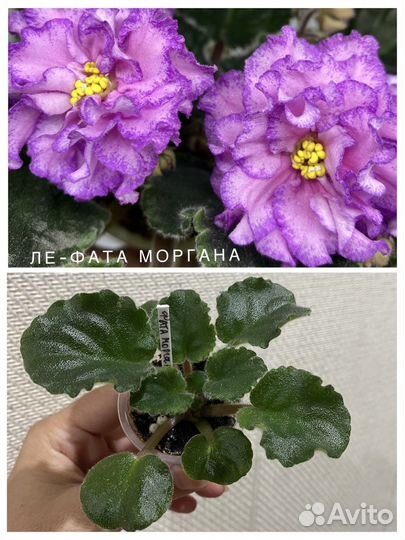 Фиалка (детки)