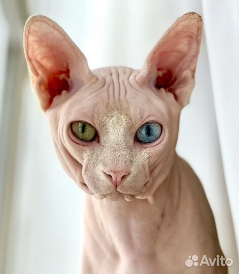 Вязка кот канадский сфинкс