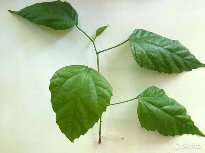 Цветок Гибискус