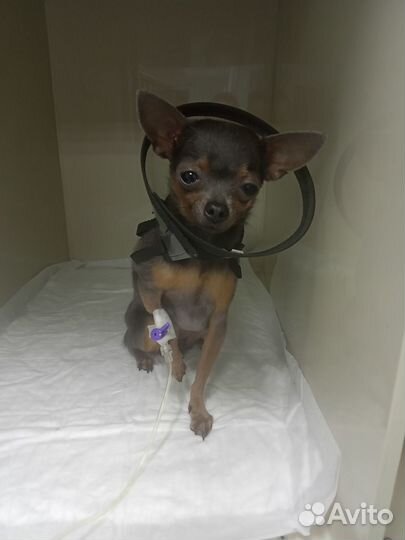 Стерилизация кошек и кастрация котов