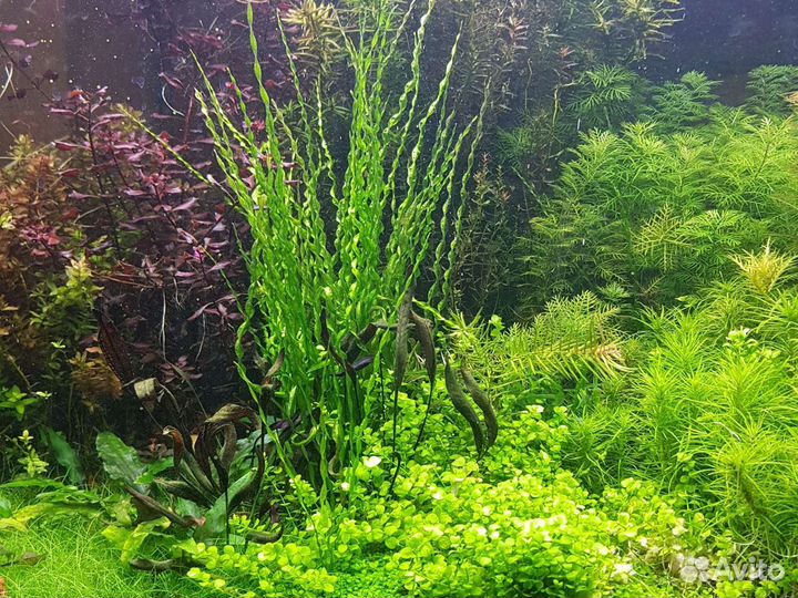 Аквариумные растения