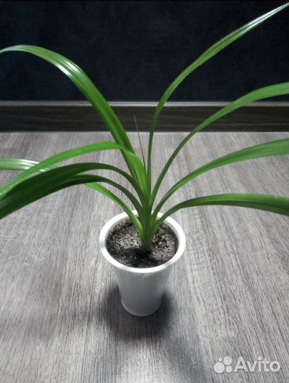 Комнатные цветы: бегония, традесканция фиолетовая