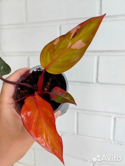 Филодендрон persimmon princess