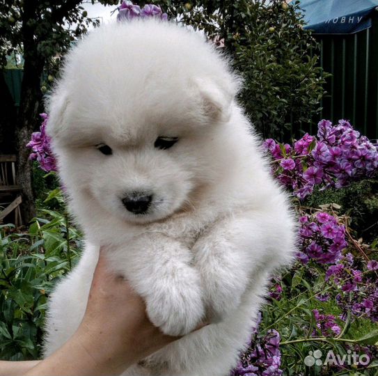 Резерв щенков Самоеда