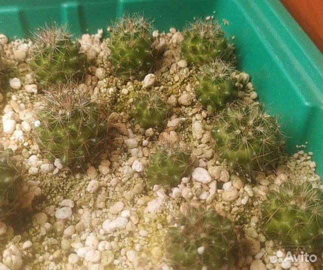 Кактус Мамилярия