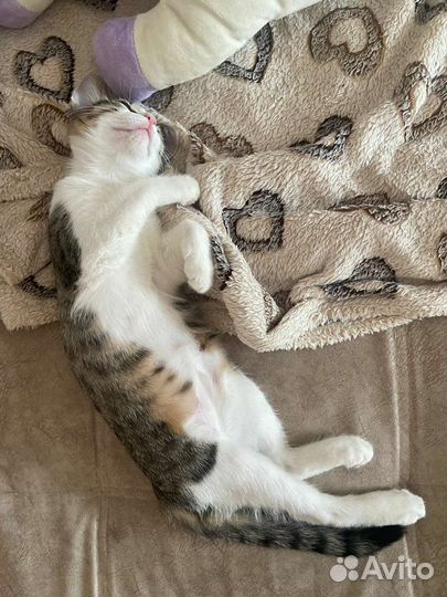 Котенок девочка в дар