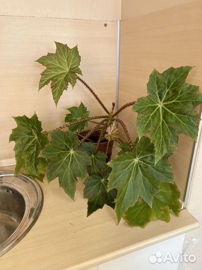 Бегония воротничковая