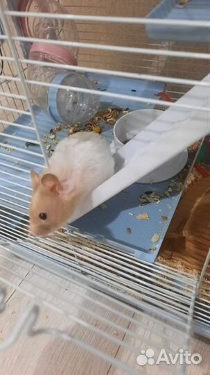 Хомяки сирийские с клеткой
