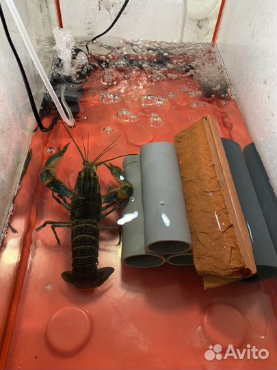 Австралийский красноклешневый рак