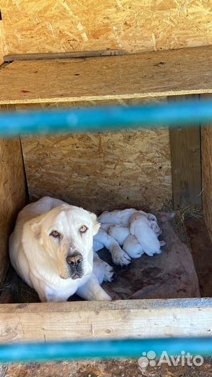 Щенки сао алабай