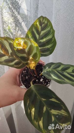 Калатея нетворк и Макояна