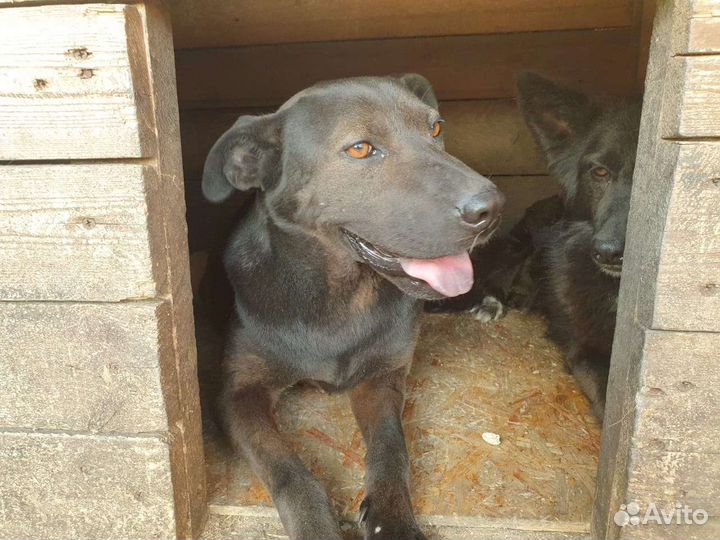 Метис шарпея, сука, здоровая, в добрые руи