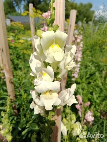 Букеты и срезка на заказ