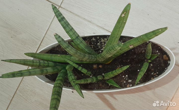 Сансевиерия тиара платинум