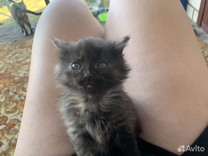 Котята в добрые руки(возможна доставка по лискам)