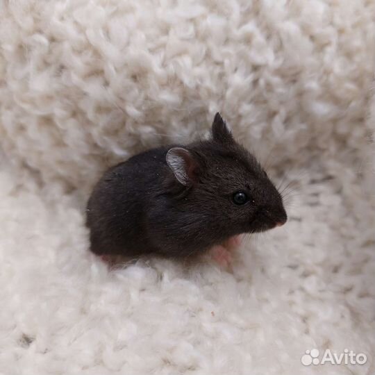 Хомячки кэмпбелла