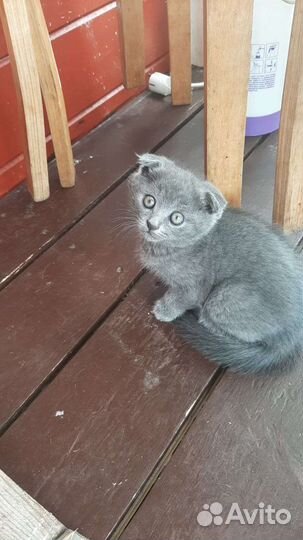 Кошка