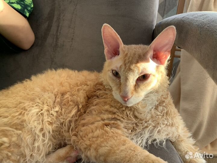 Вязка ищем кошечку