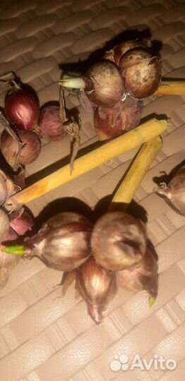 Лук многолетний многоярусный