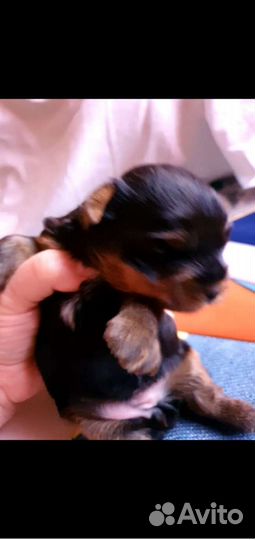 Йоркширский терьер мини беби фейс щенки