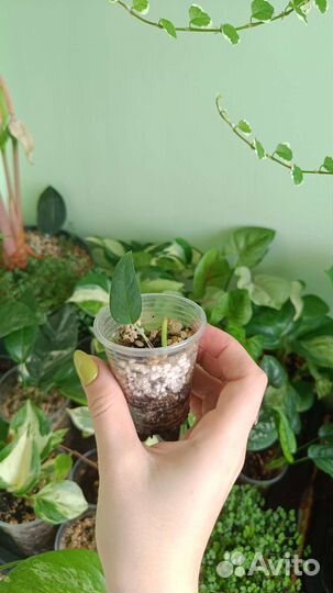 Комнатные растения