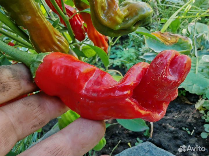 Рассада Горького перца