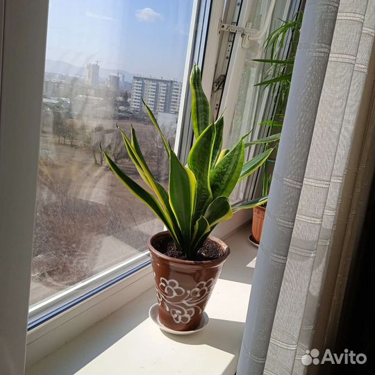 Сансевиерия с детками