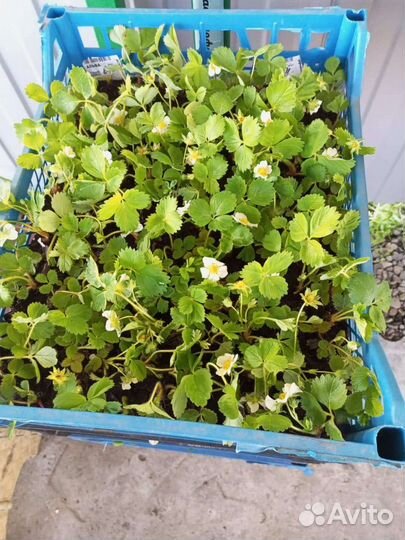 Саженцы клубники ремонтантной Мурано