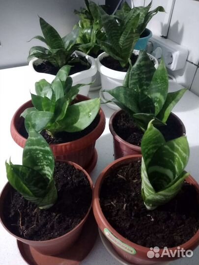 Комнатные растения