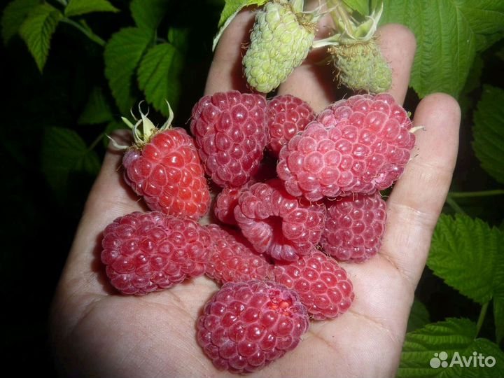 Саженцы ремонантной и простой малины 15 сортов