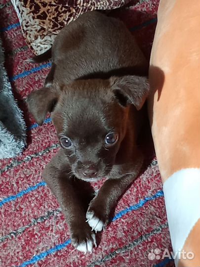 Собака в добрые руки отдам бесплатно